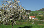 Ferienwohnungen Haashof Freiamt-Brettental